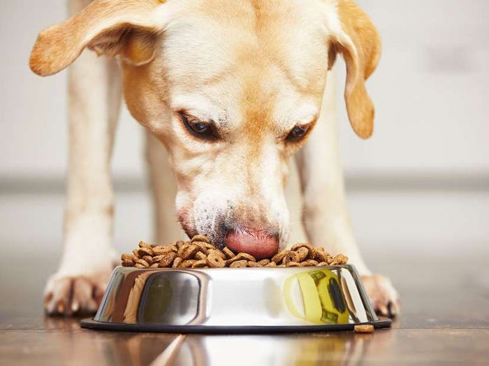 Extra Dog Food: The Importance of Proper Nutrition and Responsible Feeding
