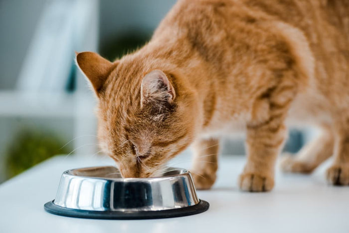 Simple Servings Cat Food: A Convenient and Healthy Option for Your Feline Friend