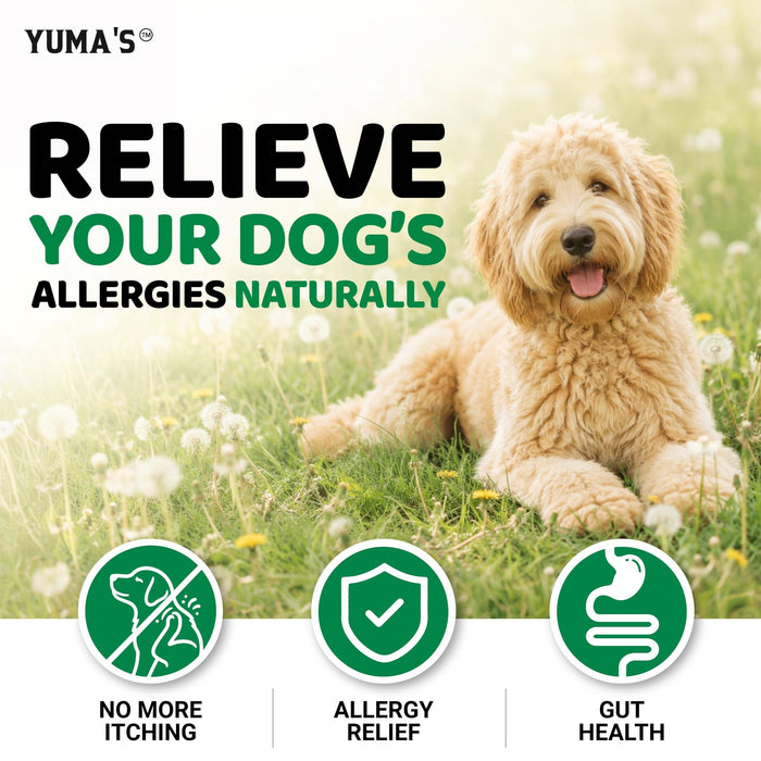 YUMA'S Allergy & Itch Relief Soft Chews for Dogs, Chicken Flavor, 2-Pack, 340 Count
