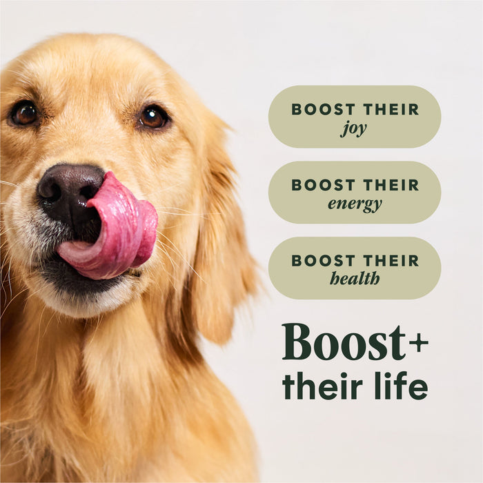 Instinct RawBoost+ Whole Grain Kibble Real Beef & Barley Recipe dog 20 lb. product benefits and recipe information