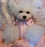 European and American temperament pajamas Teddy pet dog clothes