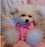 European and American temperament pajamas Teddy pet dog clothes