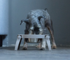 Hupp folding Dog Bowl