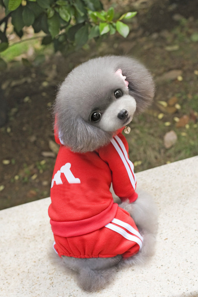 Teddy clothes dog hoodie