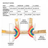 Pet Krewe Rainbow Costume for Cats & Dogs