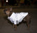 Canada Pooch Night Vision Reflective Grey Jacket for Dogs