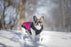 Canada Pooch Summit Stretch Plum Vest for Dogs