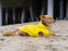 Canada Pooch Torrential Tracker Yellow Rain Coat for Dogs