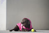 Canada Pooch Torrential Tracker Pink Rain Coat for Dogs