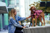 Canada Pooch Reversible Black Plaid Vest for Dogs