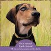 Earth Animal Nature's Protection Flea & Tick Prevention Herbal Collar for Large Dogs