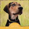 Earth Animal Nature's Protection Flea & Tick Prevention Herbal Spot-On for Small Dogs & Puppies