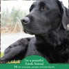 Earth Animal Organic Herbal Remedies Clean Mouth, Gums, & Breath