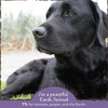 Earth Animal Organic Herbal Remedies No More Runs