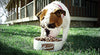 Merrick Grain Free Dry Dog Food Recipes, Texas Beef, 25 Pound